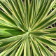 Chamaerops humilis - Palmier