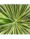 Yucca gloriosa 'Westerner Dreams' - Yucca