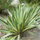 Yucca gloriosa var. wester dreams