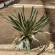 Chamaerops humilis - Palmier