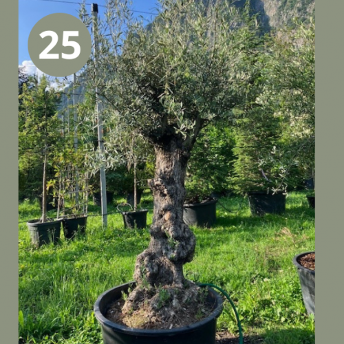 Olea Europaea (olivier) No 25