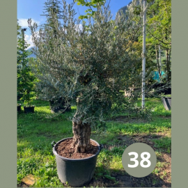 Olea Europaea (olivier)