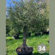 Olea Europaea (olivier)