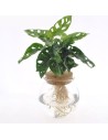 Monstera Monkey leaf en verre