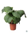 Calathea orbifolia