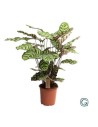 Calathea makoyana