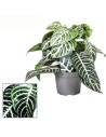 Aphelandra squarrosa 'Green Zebra' - Plante Zèbre