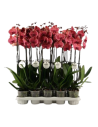 Phalaenopsis 2 branches