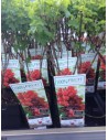 Ribes rubrum 'Jonkheer van Tets' - Groseiller