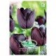 Reine de la Nuit, tulipe tardive, 8 bulbes