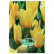 Yellow Empress, Tulipe Fosteriana, 8 bulbes