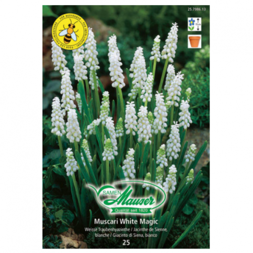 Muscari White Magic, Muscari à grappe, 25 bulbes