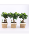 Ficus ginseng
