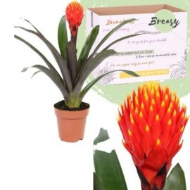 Guzmania Tala