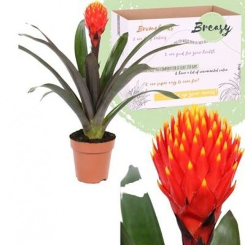 Guzmania Tala