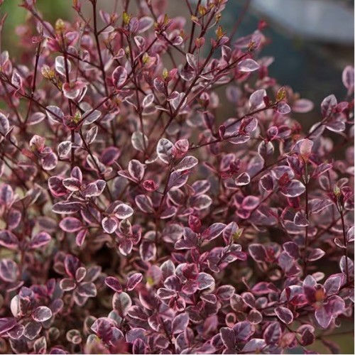 Lophomyrthus ralphii ´Magic Dragon’