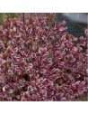 Lophomyrthus ralphii ´Magic Dragon’