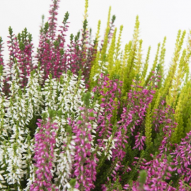 Calluna vulgaris ´Beauty Ladies’ trio