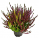 Calluna vulgaris ´Beauty Ladies’ trio