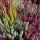 Calluna vulgaris ´Garden Girls’