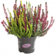 Calluna vulgaris ´Garden Girls’