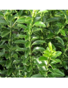 Euonymus japonicus 'Microphyllus’ - Fusain du Japon