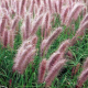 Pennisetum x advena 'Red Head' - Herbe aux écouvillons