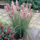 Pennisetum massiacum red bunny tails