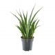 Sanseveria Kirkouk friends