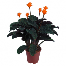 Calathea crocata