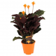 Calathea crocata