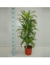 Draceana lemon lime