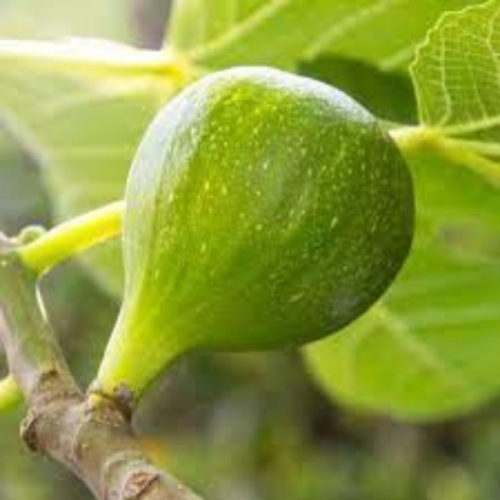 Ficus carica 'Jannot’- Figuier