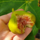 Ficus carica (figuier rouge)