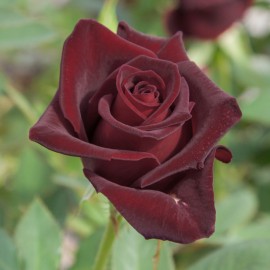 Rosier 'Black Baccara'