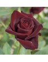 Rosa 'Black Baccara' - Rosier