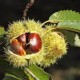 Châtaignier Marigoule (castanea sativa)