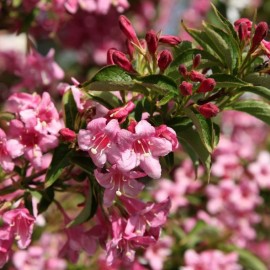 Weigela 'Stelzneri' - Weigelia