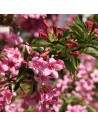Weigela 'Stelzneri' - Weigelia