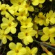 Jasminum nudiflorum - Jasmin d'Hiver