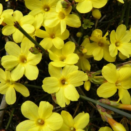 Jasminum nudiflorum - Jasmin d'Hiver