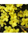 Jasminum nudiflorum - Jasmin d'Hiver