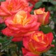 Rosier 'Mein Munchen'