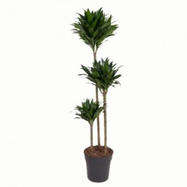 Dracaena