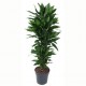 Dracaena