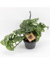 Monstera 'Monkey leaf'