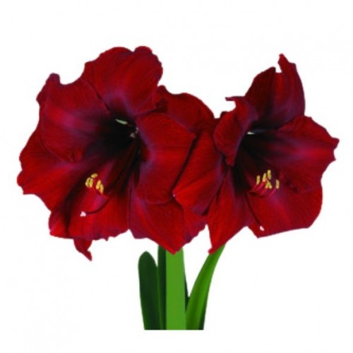 Amaryllis gloria 'Royal Velvet'