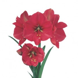 Amaryllis gloria Rose