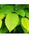 Carpinus betulus - Charmille, Charme