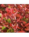 Photinia x fraseri 'Red Robin'